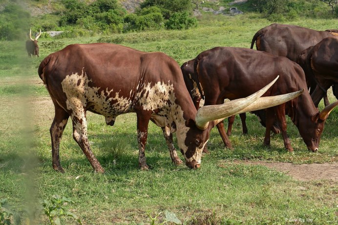 Grey Cattle