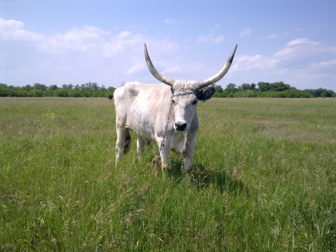 Венгерская серая корова