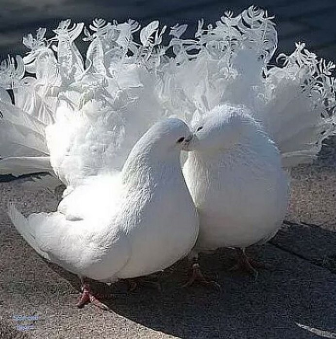 Голубки четыре