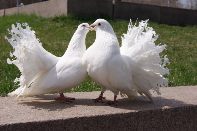 Пара голубей