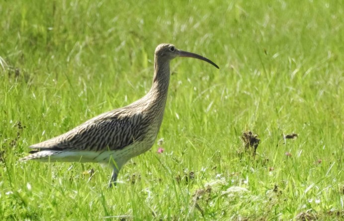 Балтийский чернозобик