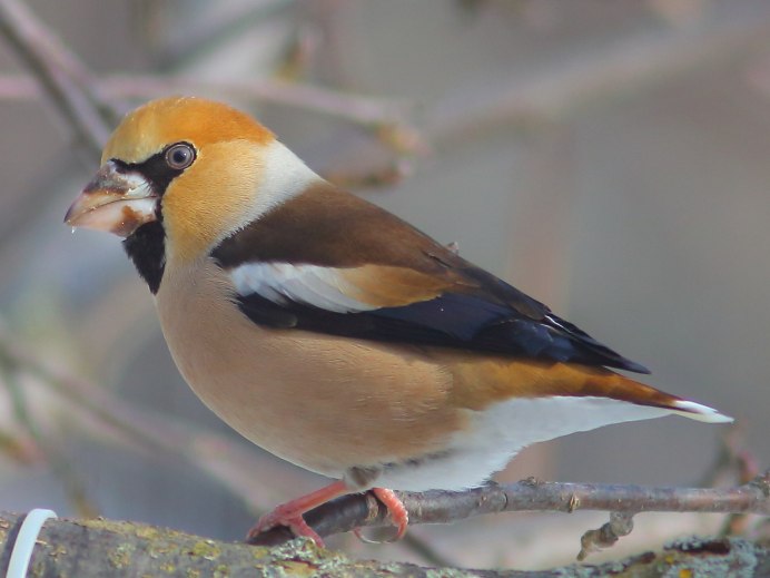 Дубонос coccothraustes coccothraustes