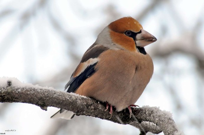 Обыкновенный Дубонос