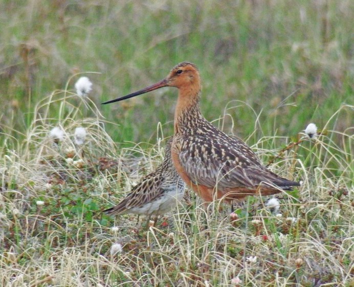 Бекас Долгонос птица