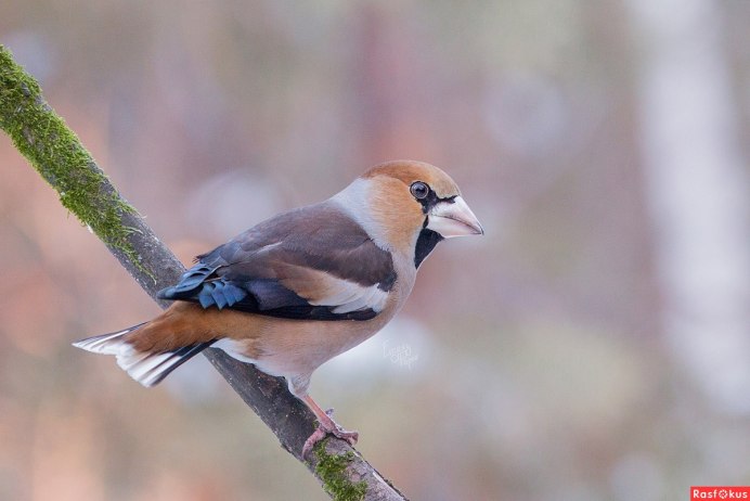 Щеголь остроклювая птица Забайкалья