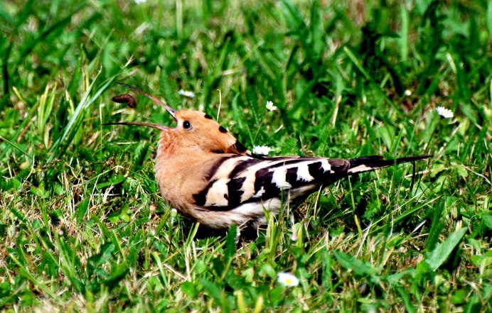 Красношапочный дятел