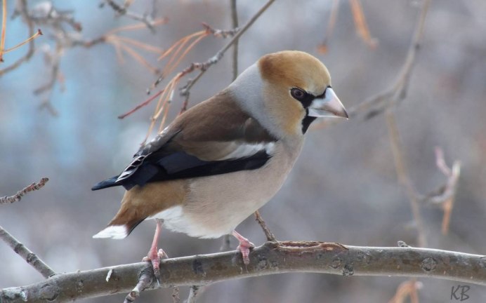 Дубонос coccothraustes coccothraustes