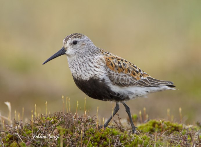 Калик птица