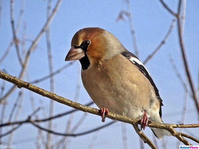 Бекас Долгонос
