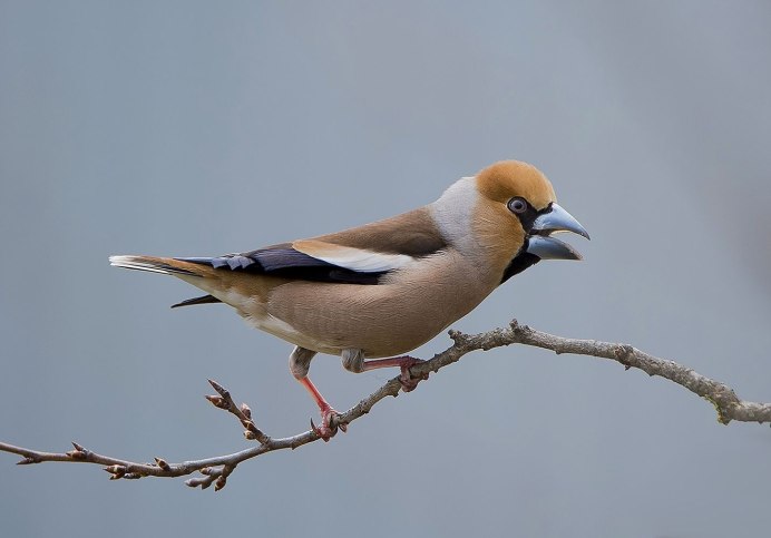 Дубонос обыкновенный птица