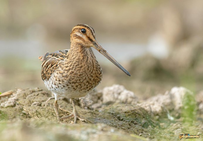 Птичка с длинным клювом и длинными ногами маленькая