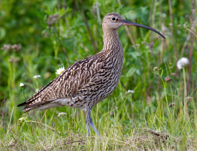 Кулик Sandpiper 1965