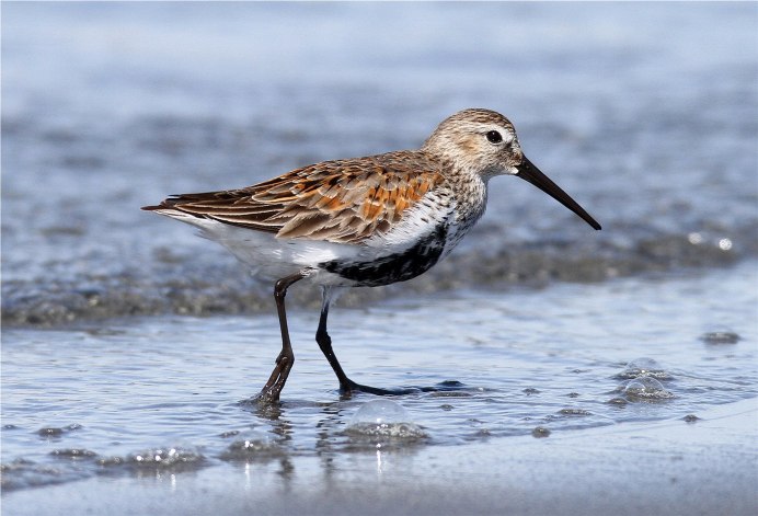 Кулик песочник птица