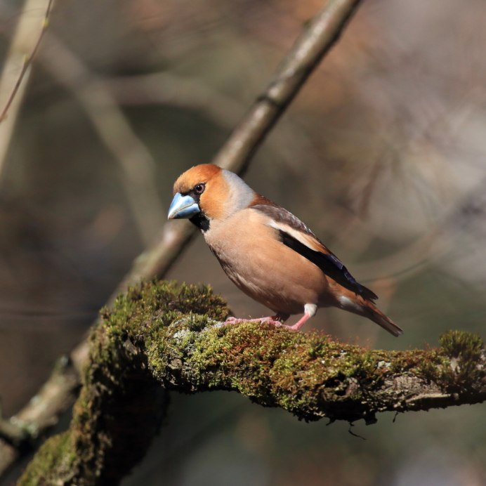Обыкновенный Дубонос