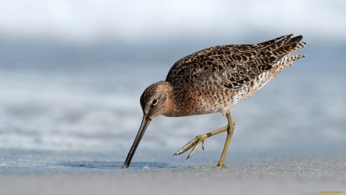 Кроншнеп-серпонос птица