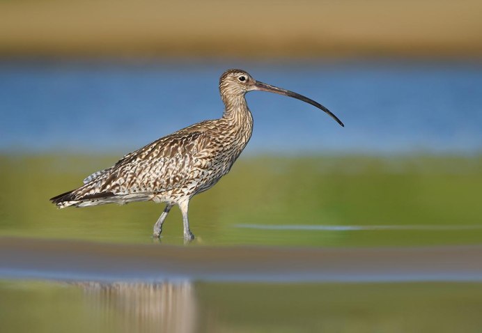 Вертишейка обыкновенная
