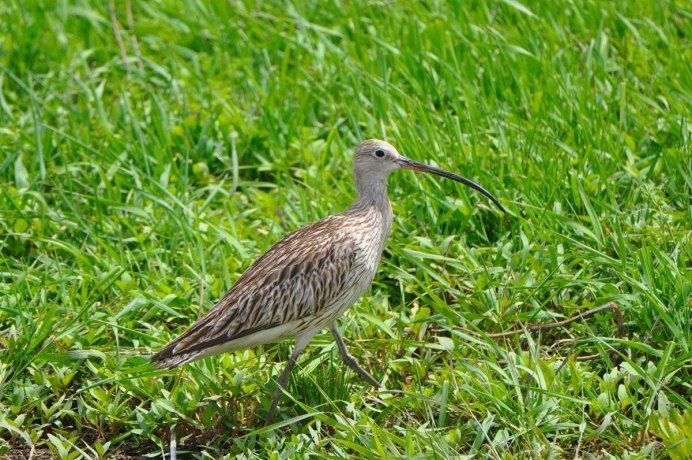 Белоухий лиотрикс