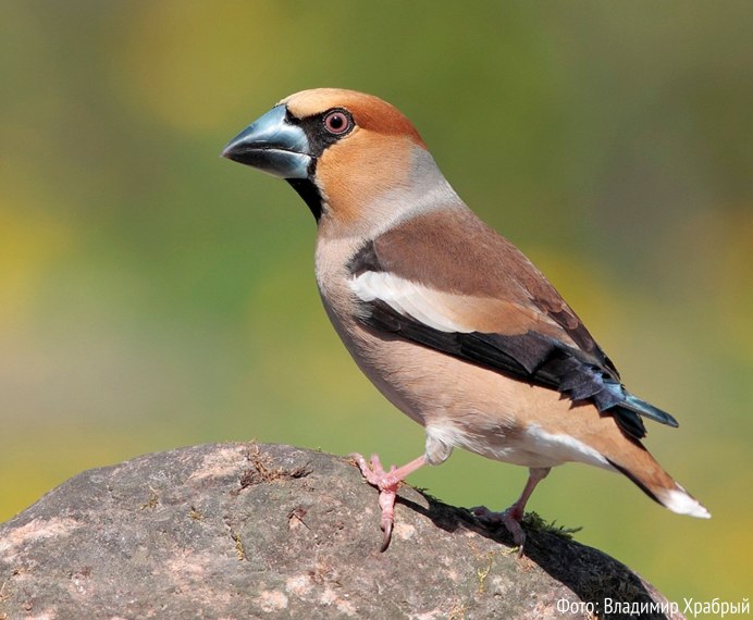 Обыкновенный Дубонос