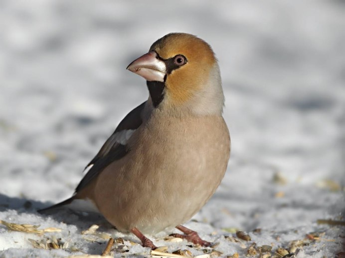 Кулик кроншнеп