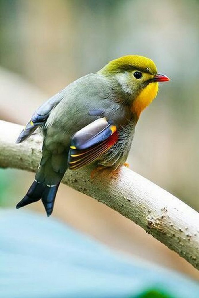 Кулик Бекас