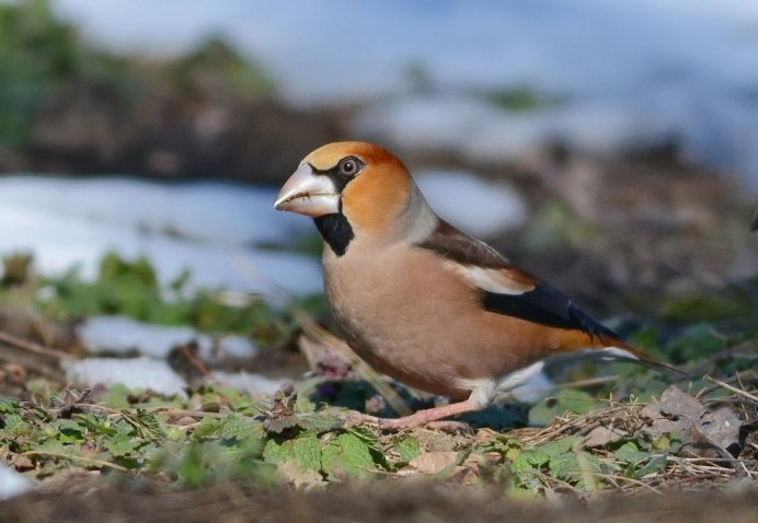 Бекас Долгонос
