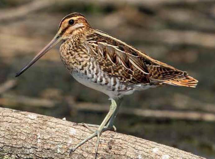 Самые красивые птицы маленькие