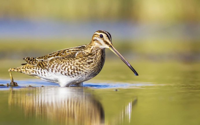 Кроншнеп средний – Numenius phaeopus
