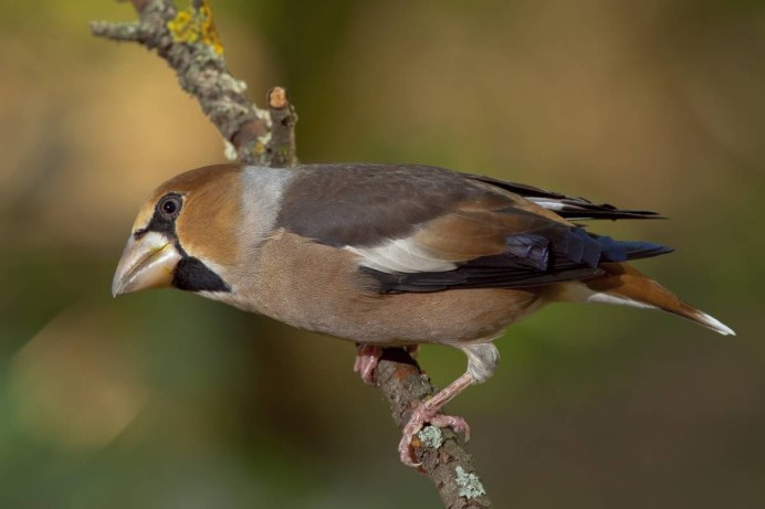 Обыкновенный Дубонос