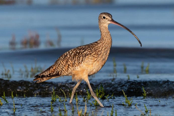 Кулик Лопатень