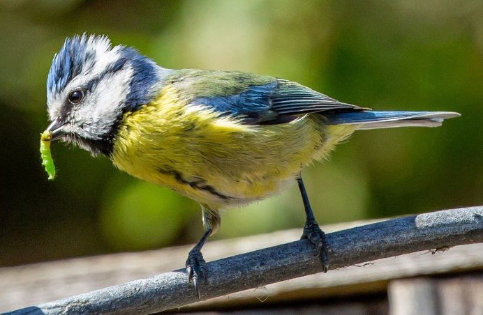 Parus Major синица большая самка