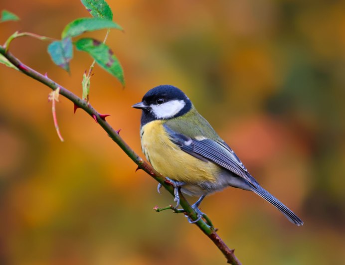Московка (Periparus ater)