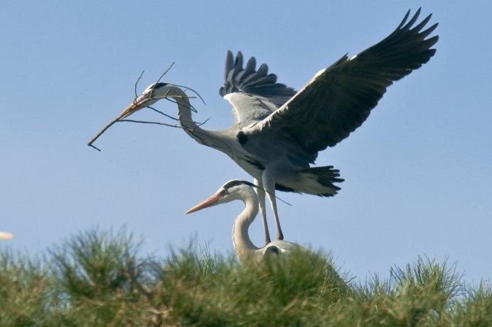 Птица Ardea cinerea