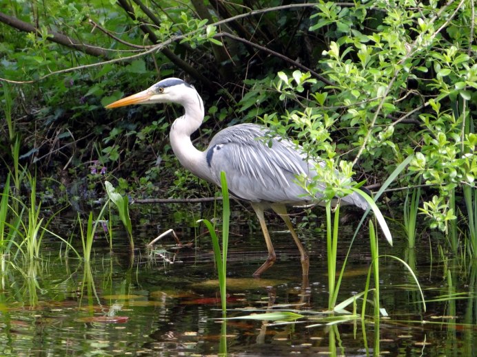 Серая цапля (Ardea cinerea)
