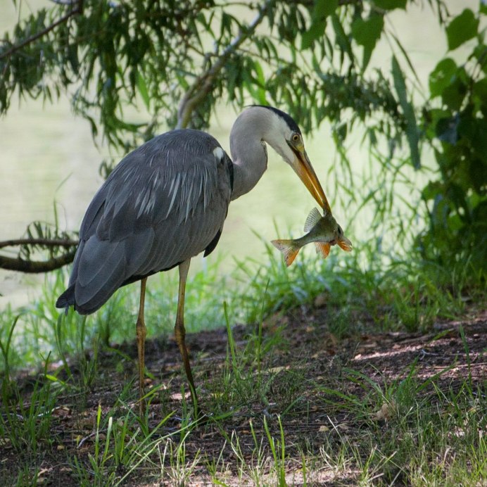 Птица Ardea cinerea