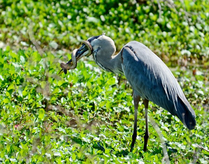 Grey Heron