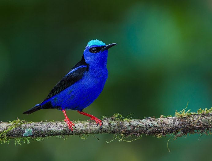 Восточная сиалия птица