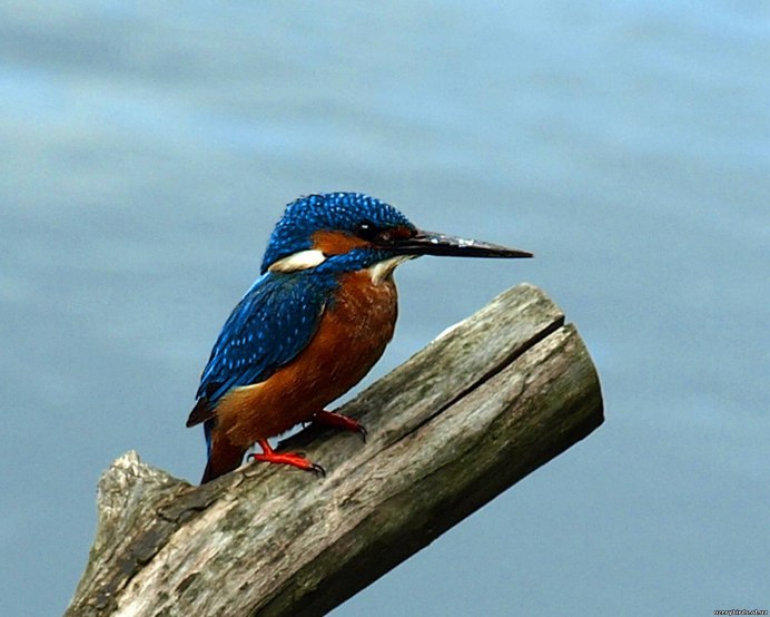 Восточная сиалия (Sialia sialis)