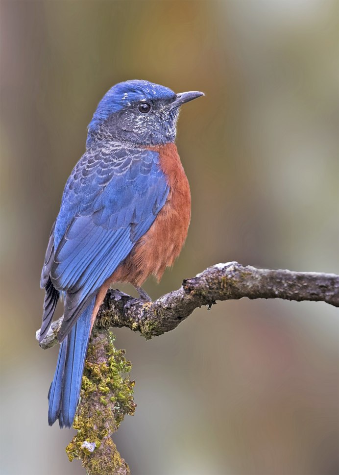 Синяя мухоловка