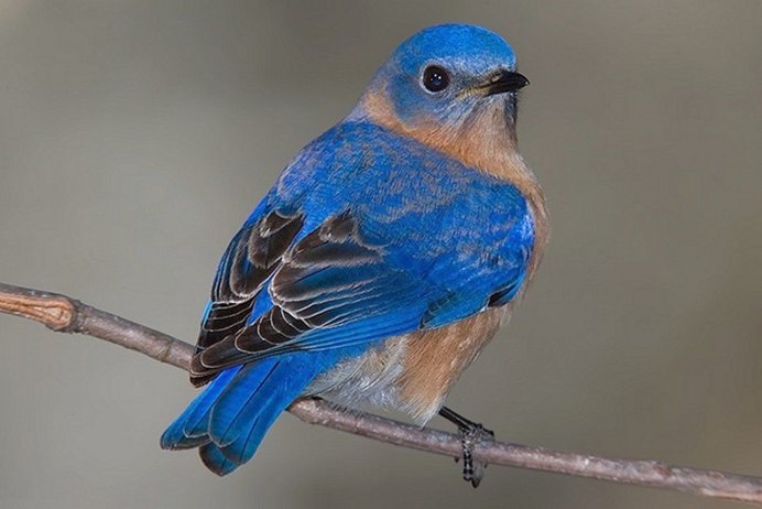 Голубой Зяблик