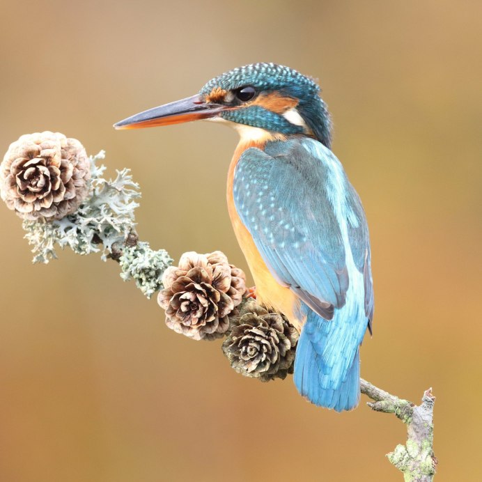 Голубая канарейка птица