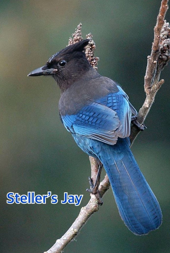 Птичка красно-синяя