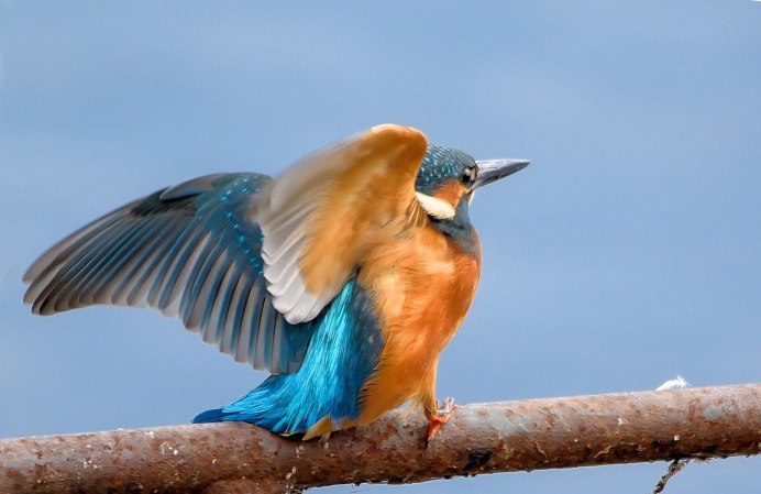 Западная сиалия