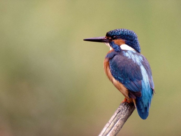 Голубой Зяблик