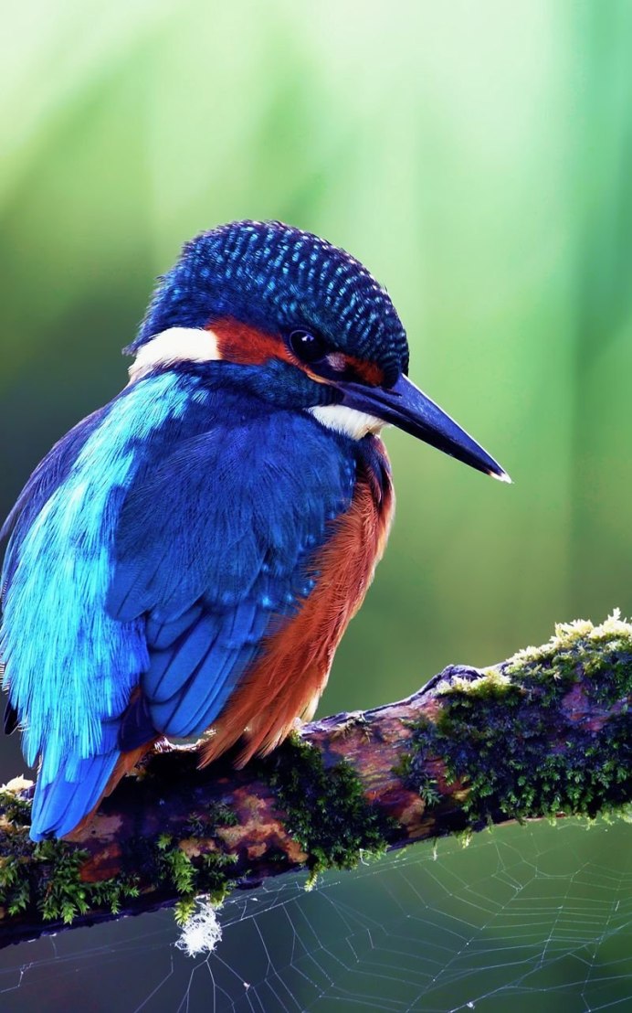 Спрео Гильдебрандта