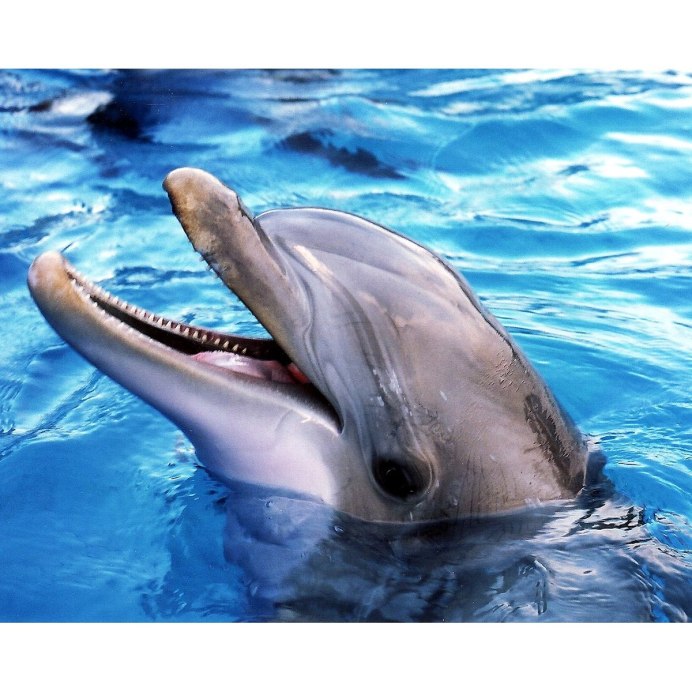 Афалина (Tursiops truncatus)