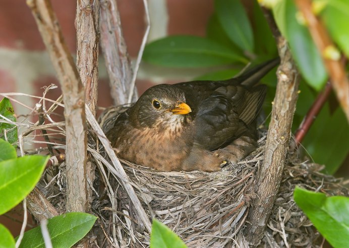 Turdus Merula яйца
