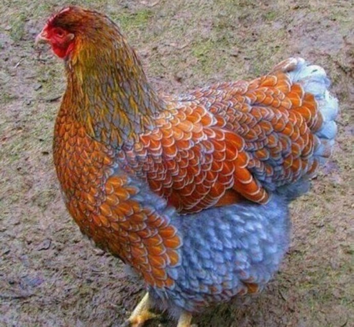 Розовые куры Амераукана