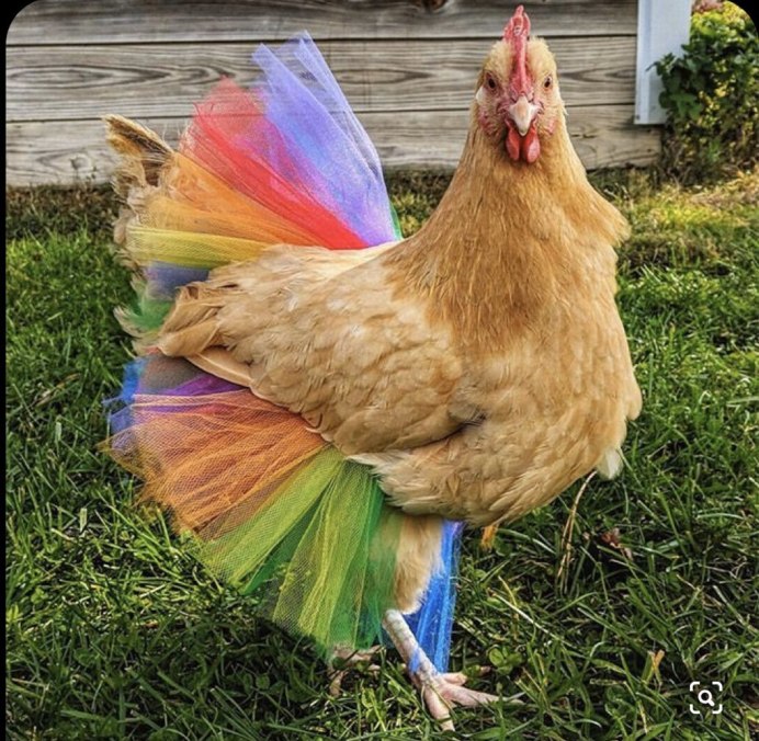 Нью Гэмпшир курица