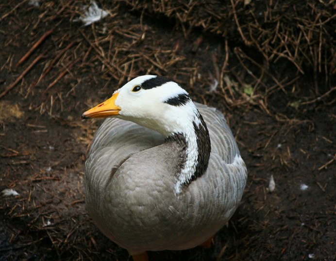 Канадская казарка Branta canadensis