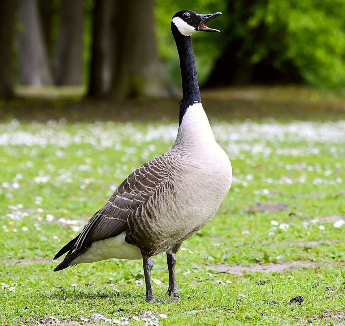 Чёрная казарка Branta bernicla